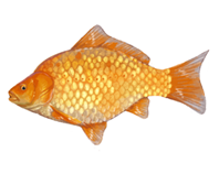 Goldfish eDNA test