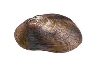 Coastal Freshwater Mussel eDNA test