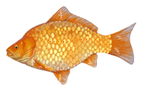 Gold Fish eDNA test