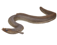 Short-finned eel eDNA test
