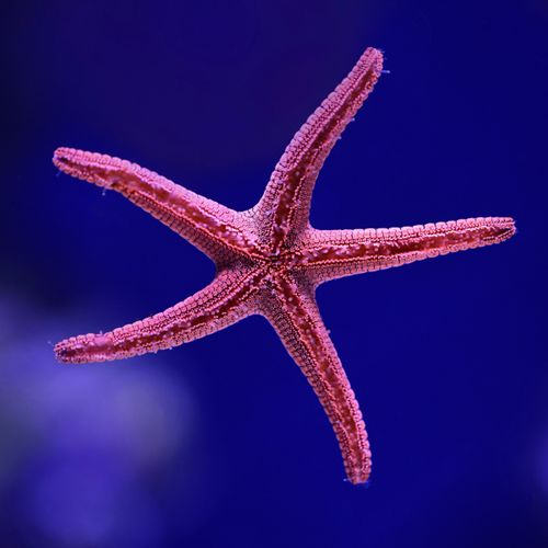 Starfish