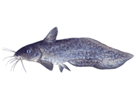 Freshwater Catfish eDNA test