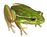 Green & Golden Bell Frog eDNA test