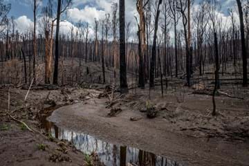 Understanding Potential Impacts of 2019/20 Bushfires on Platypuses