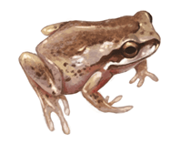 Southern Brown Tree Frog eDNA test