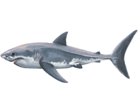 Great White Shark eDNA test