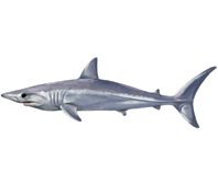 Mako Shark eDNA test