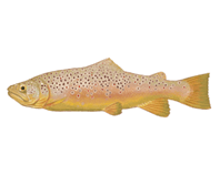 Brown trout eDNA test