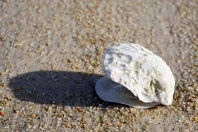 Credit: Native oyster shell Ostrea angasi, John Turnbull Flickr (CC BY-NC-SA 2.0)