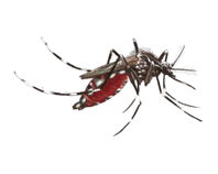 Backyard Mosquito eDNA test