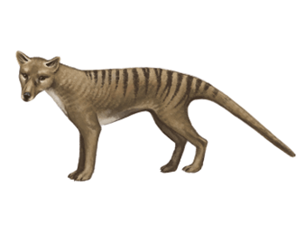 Thylacine eDNA test