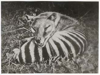 Thylacine eDNA Test