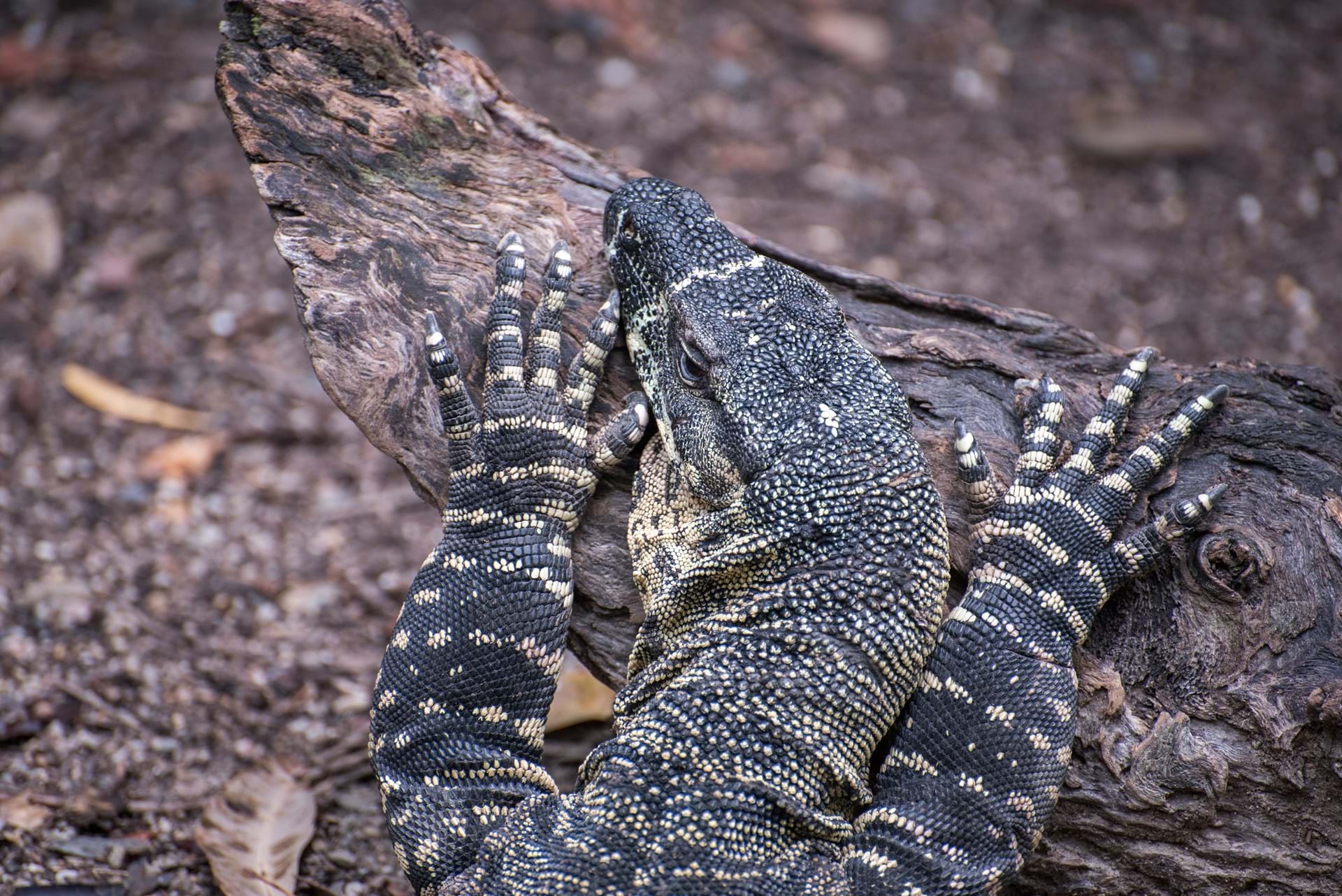 Protecting our fragile biodiversity