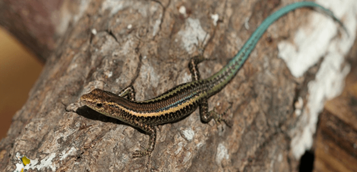 Christmas Island Blue-Tailed Skink Detection to Support Recovery Efforts
