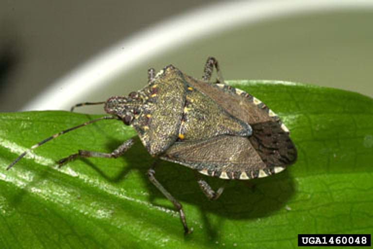 Hitchhiking” Insect Pest