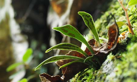 Border Ranges Lined Fern eDNA Monitoring