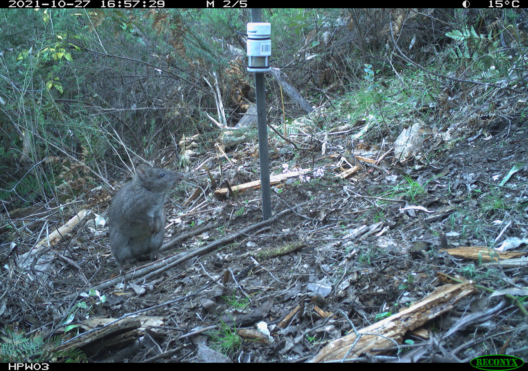 Predator scats to inform potoroo rewilding project