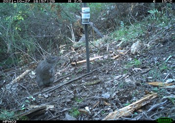 Predator scats to inform potoroo rewilding project