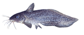Freshwater Catfish eDNA test