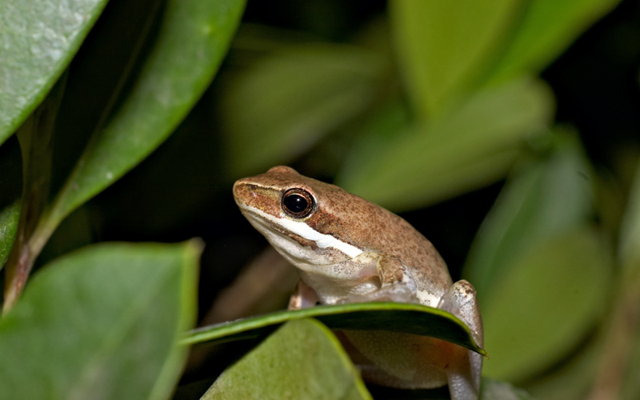 Natural capital assessment in Burnett Mary Region