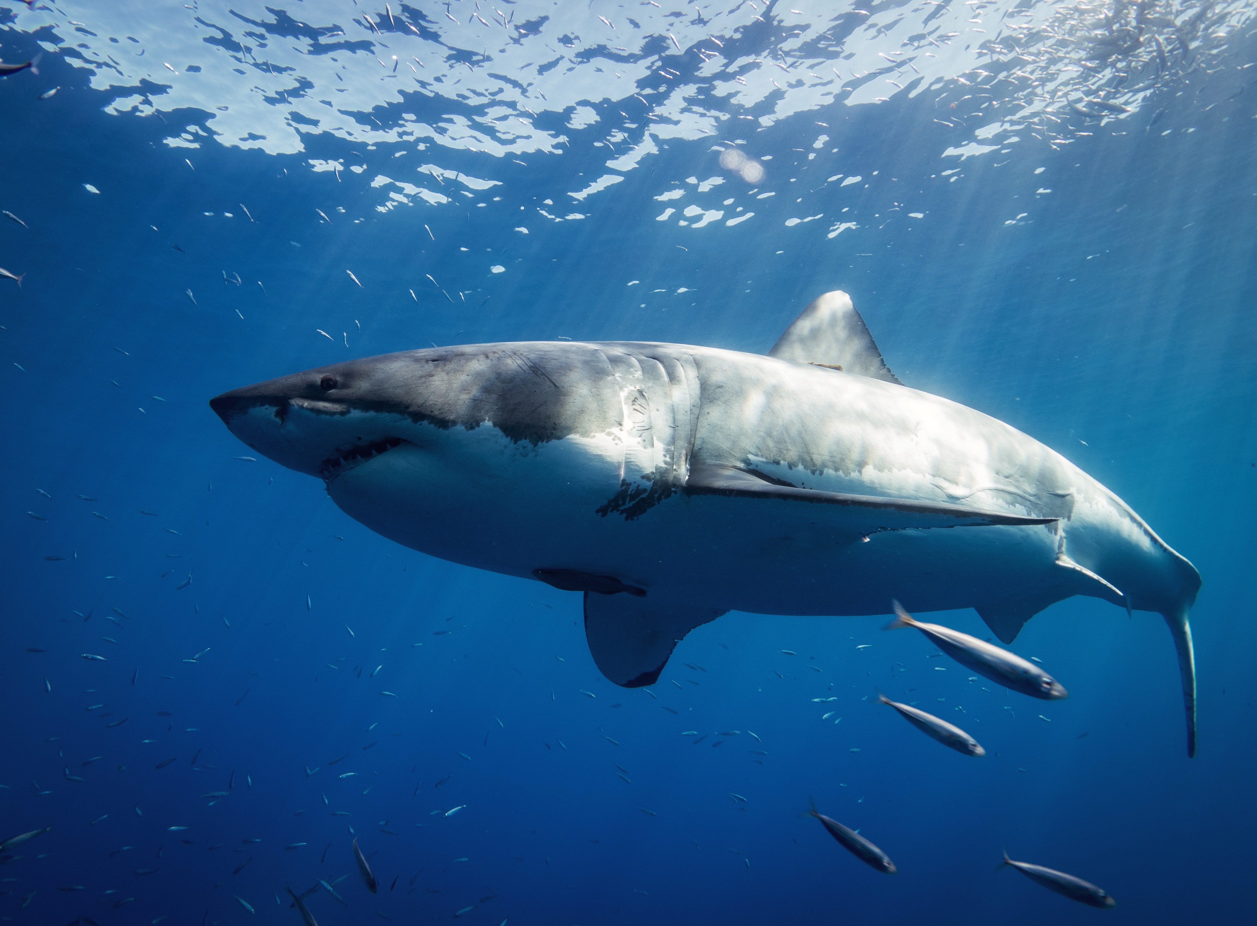 Tiger shark, bull shark and white shark eDNA detection