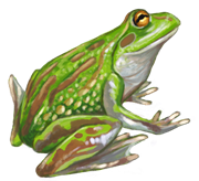 Growling grass frog eDNA test