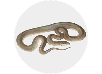 Pilbara olive python eDNA test