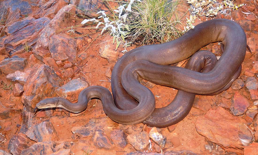 Rethinking python detection using eDNA