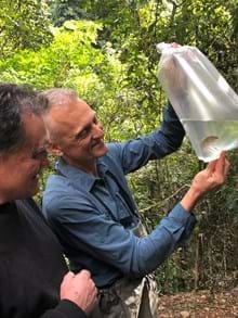 Monitoring threatened River Blackfish population