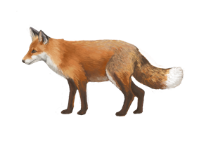 Fox eDNA test