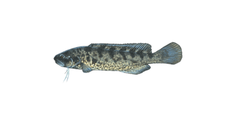 blackfish eDNA test