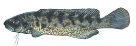 River Blackfish eDNA test
