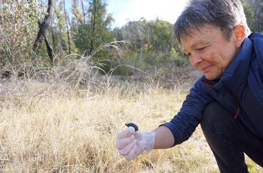 Predator scats to inform potoroo rewilding project 1