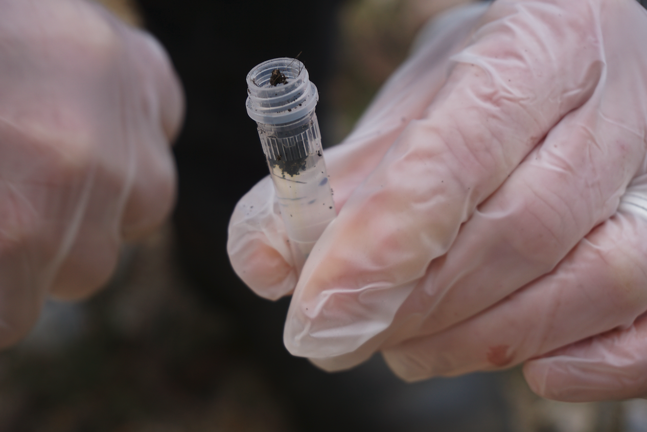 Predator scats to inform potoroo rewilding project 2