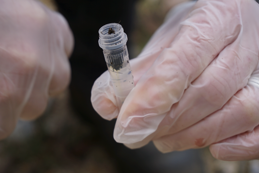 Predator scats to inform potoroo rewilding project 2