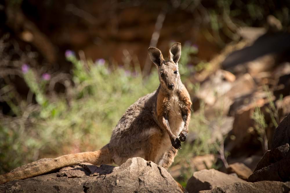 Natural capital assessment in Burnett Mary Region