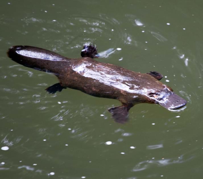 eDNA tells story of platypus distribution throughout Victoria
