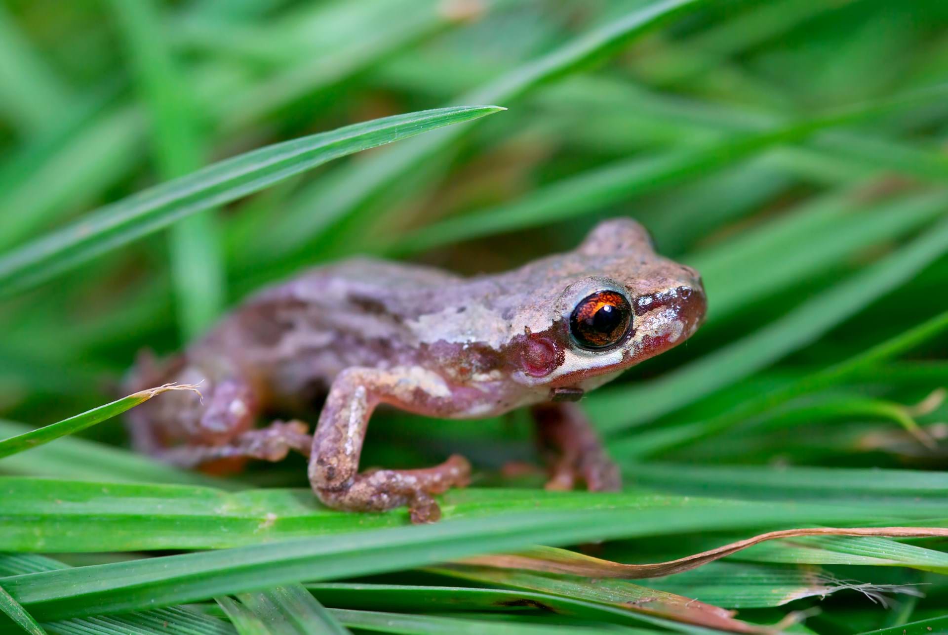 Protecting our fragile biodiversity