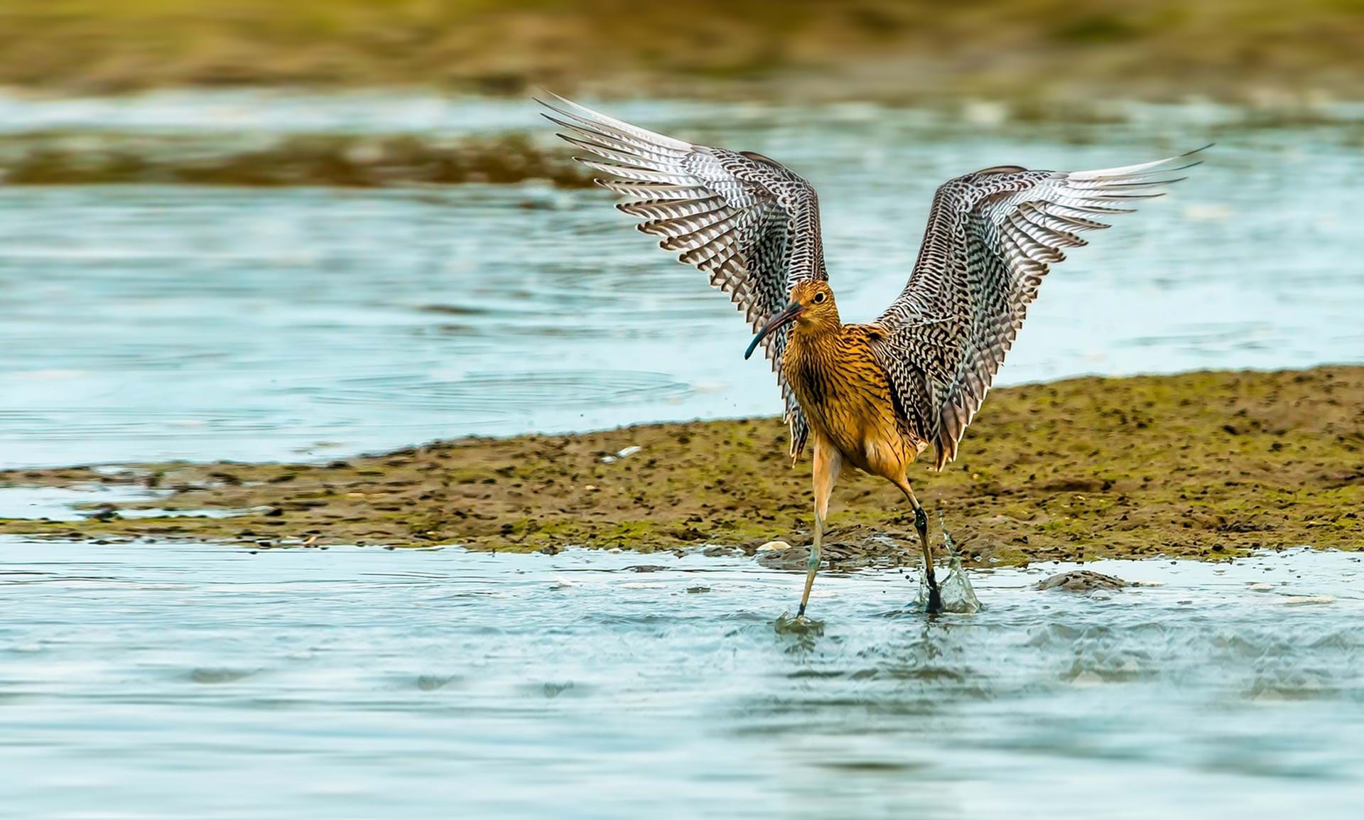 Protecting our fragile biodiversity