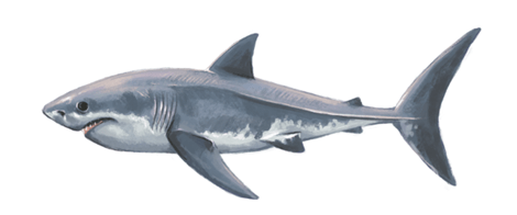 Great White Shark eDNA test
