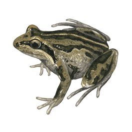 Striped Marsh Frog eDNA test
