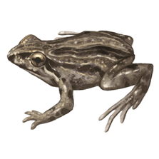 Common Eastern Froglet eDNA test
