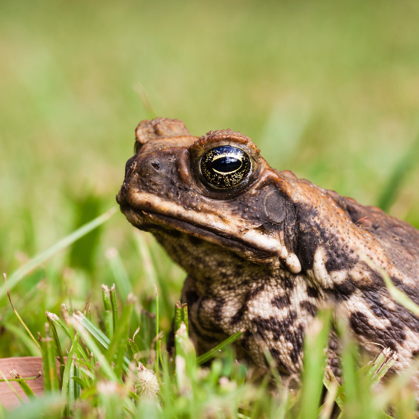 Cane Toad eDNA Assay