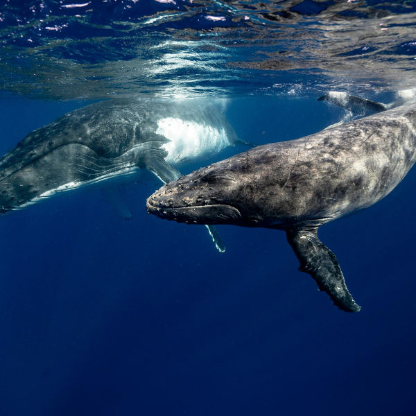 Marine Vertebrates eDNA Assay