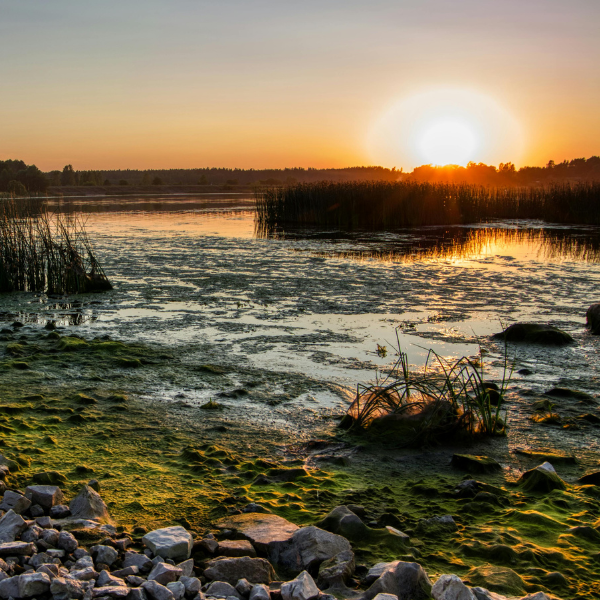 Micro organisms  eDNA Assay